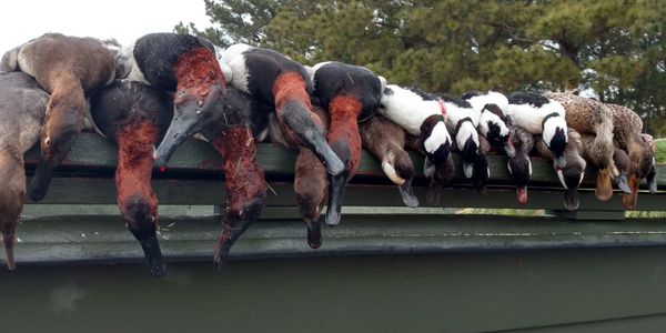 Duck hunting, Chesapeake Bay Virginia, Fourth Generation Outfitters