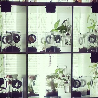 Jumping spider for sale, jumping spiders for sale, jumping spiders for adoption, jumping spider care