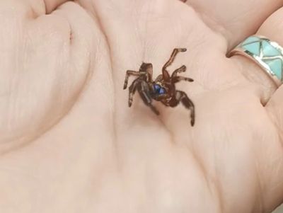 Jumping spider for sale, jumping spiders for sale, jumping spiders for adoption, jumping spider care