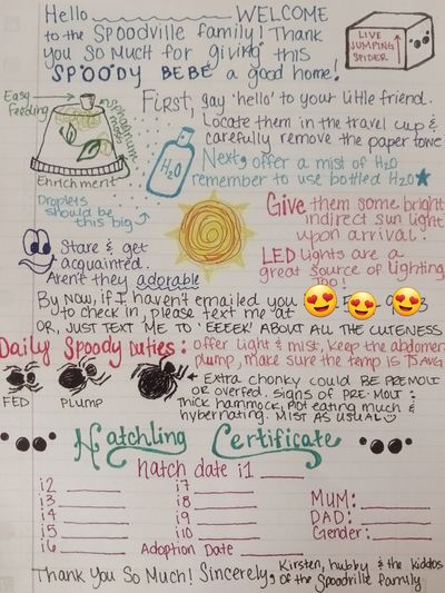 Jumping spider for sale, jumping spiders for sale, jumping spiders for adoption, jumping spider care