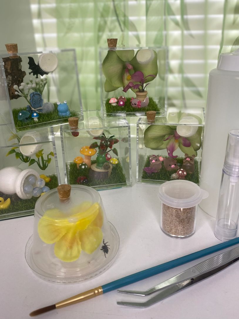 Jumping spider for sale, regal jumping spider, jumping spider kit