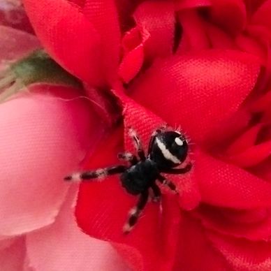 Jumping spider for sale, jumping spiders for sale, jumping spiders for adoption, jumping spider care