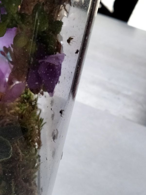 Jumping spider for sale, jumping spiders for sale, jumping spiders for adoption, jumping spider care