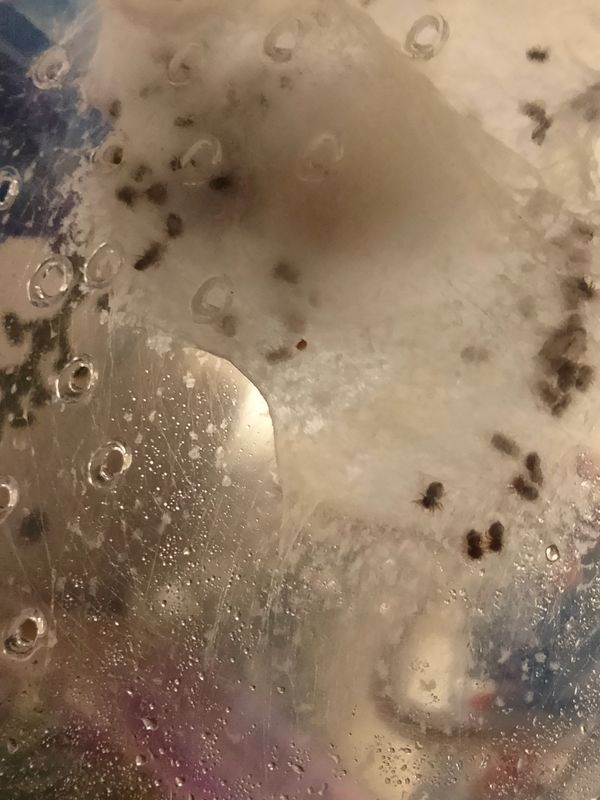 Jumping spider for sale, jumping spiders for sale, jumping spiders for adoption, jumping spider care