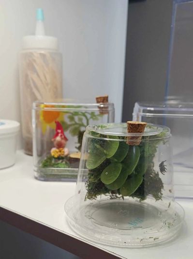 Jumping spider for sale, jumping spiders for sale, jumping spiders for adoption, jumping spider care