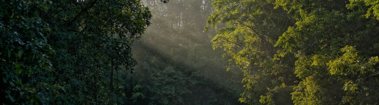 Sunlight filtering through dense forest trees.