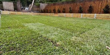Fresh turf installation creating lush new lawn for residential Sydney backyard landscaping project