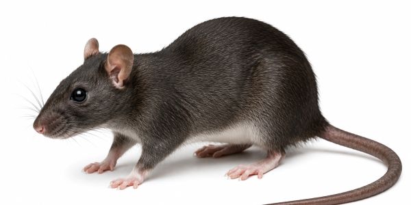 A black rat on a white background.