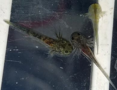 Wilma and Brutus's 1st clutch