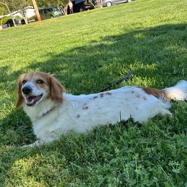 Happy dog lying on green grass in a park.