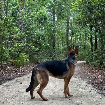 German Shepherd on a forest trail looking ahead.