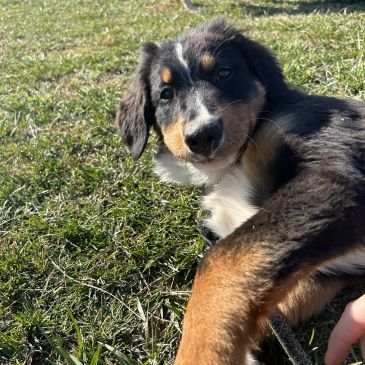 Playful puppy lying on grass outdoors.