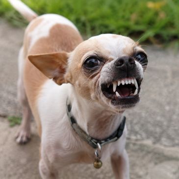 Angry Chihuahua showing its teeth.