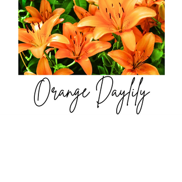 Bright orange daylilies blooming vibrantly among lush green leaves.