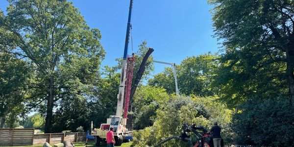 Crane assisted tree removal 