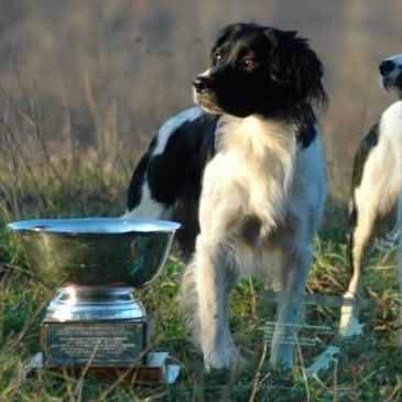 Hellfire Springer Spaniels
