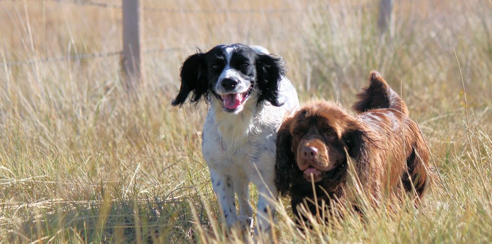 Field bred English Springer Spaniels and Sussex Spaniels in Montana