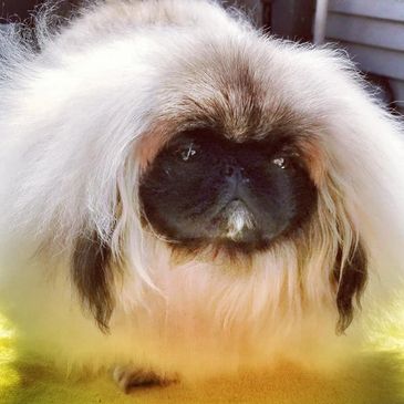 Fluffy Pekingese dog with a thick white and brown coat.
