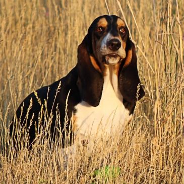Black, white, and brown Basset Hound sitting in a dry grass field.