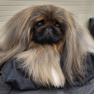 Fluffy dog with long, flowing hair.