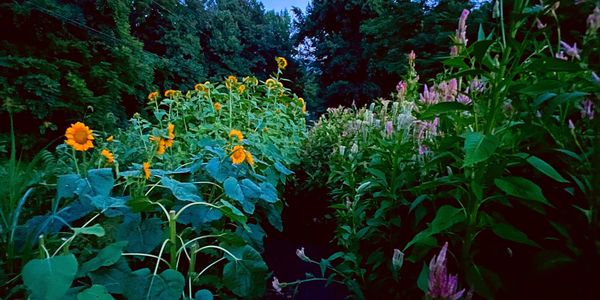A lush garden path bordered by vibrant sunflowers and pink flowers at dusk.