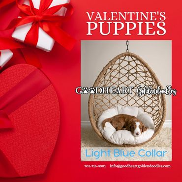 Light Blue Collar Boy