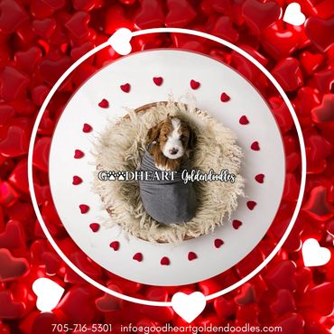 Light Blue Collar Boy