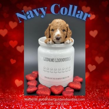 Navy Collar Boy