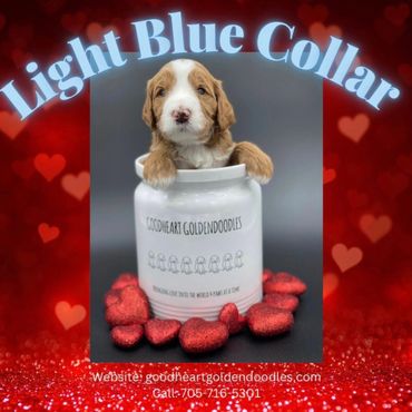 Light Blue Collar Boy