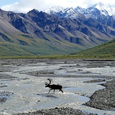 Caribou walking across a rocky riverbed with snow-capped mountains in the background at Denali National Park."