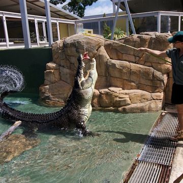 Crocodile getting fed