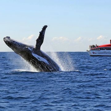Whale breaching in front of tour boat