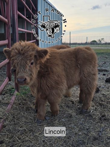 A fluffy brown calf named Lincoln on a ranch in Texas.