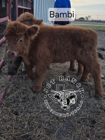 A fluffy brown calf named Bambi stands on a ranch in Kingsbury, Texas.