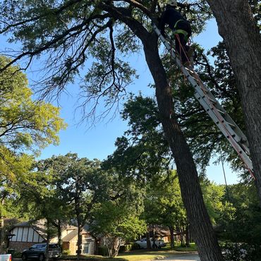 Person climbing a ladder to trim a tree in a suburban neighborhood.