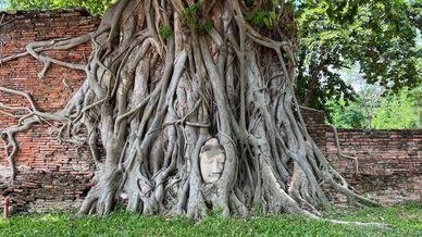 Buddha head in tree roots, Wat Mahathat, Ayutthaya Historical Park, Thailand