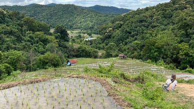 Man sitting by rice field, Doi Inthanon National Park, Chiang Mai, Thailand