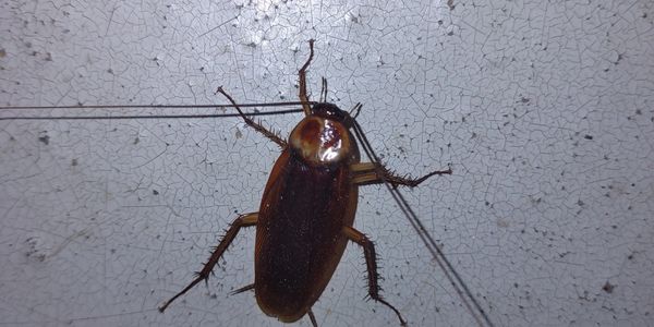 Large Roach on floor 