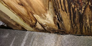 Wood damage in house 