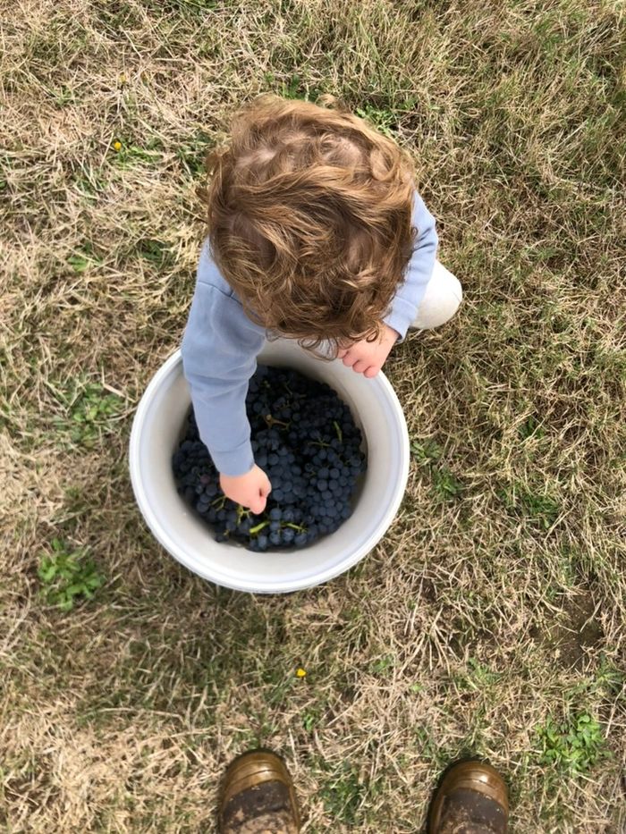 a child picking grapes from a bucket