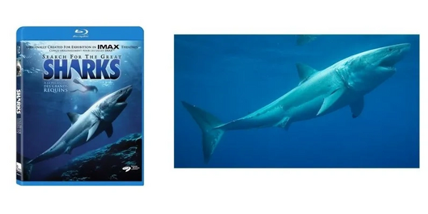 Great White Shark used for IMAX cover
