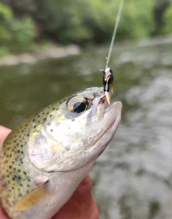 Fly fishing on Upper Sacramento River in Dunsmuir, CA