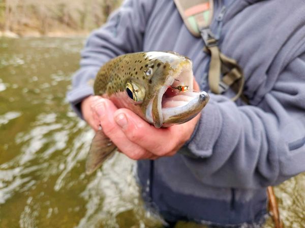 Fly fishing on Upper Sacramento River