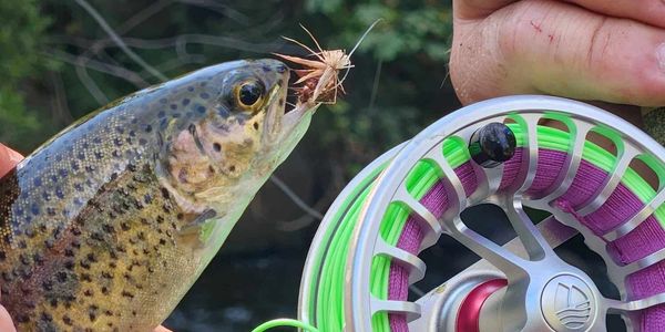 Fly fishing on Upper Sacramento River in Dunsmuir, CA