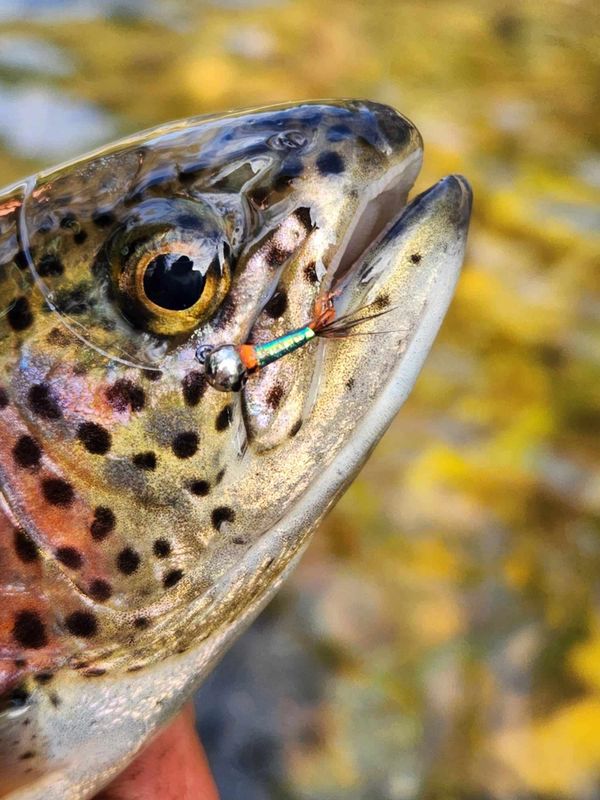 Fly fishing on Upper Sacramento River. Fly hook is in mouth of trout