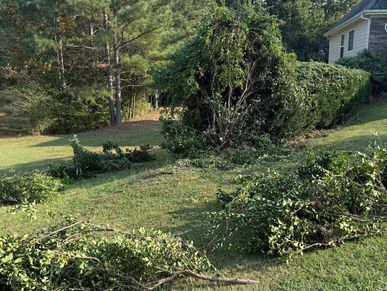 Freshly trimmed bushes with clippings scattered on a sunny lawn.