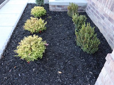 Neatly arranged green shrubs in a garden bed with black mulch.