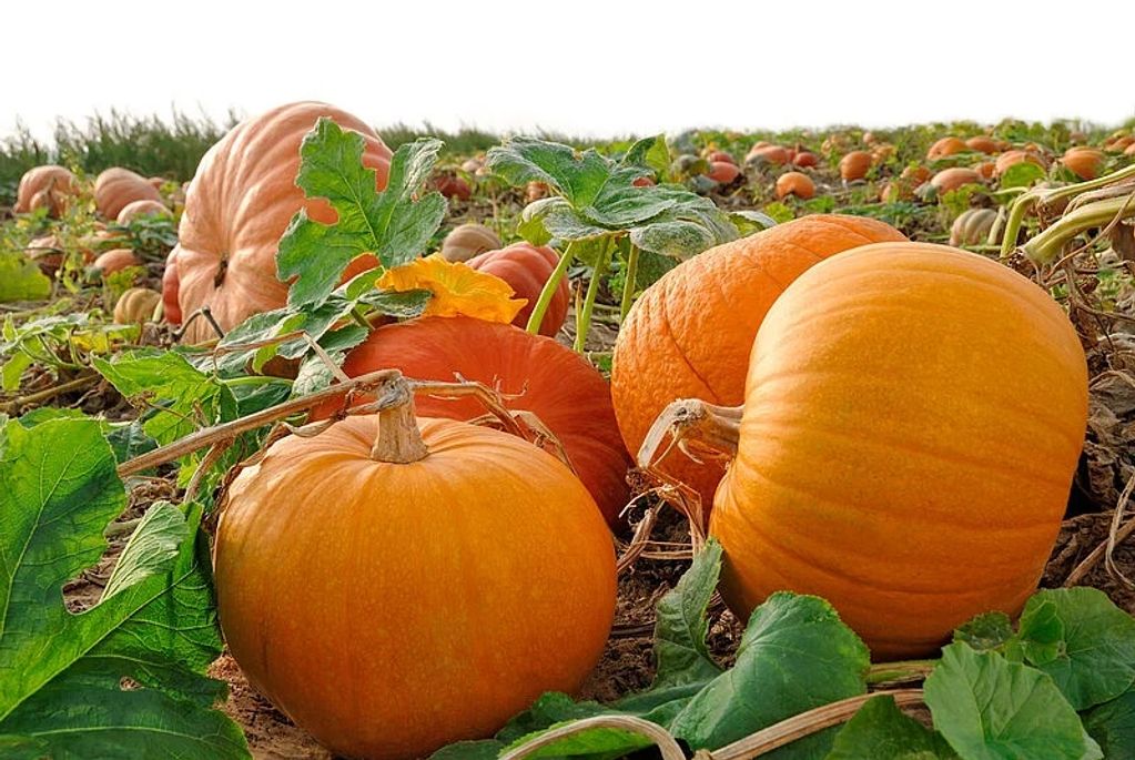 A vibrant pumpkin patch with ripe orange pumpkins and green leaves under natural light.