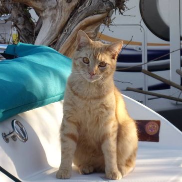 inspector gatto