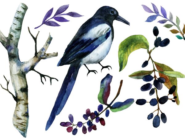 An illustration of a magpie surrounded by leaves and berries